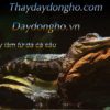 Dây Da Cá Sấu Nhập - Chống Nước 2 Lớp Thay Dây Đồng Hồ uy tín, Chuyên Thay Dây Đồng Hồ tphcm da cá sấu lấy nguyên con